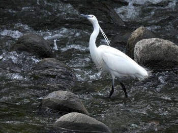 Little Egret 天野川 Thu, 4/25/2024