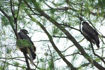 Black Kite Watarase Yusuichi (Wetland) Fri, 5/3/2024