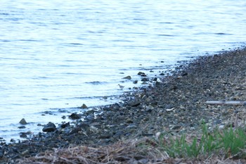 キアシシギ 浜名湖 2024年5月3日(金)