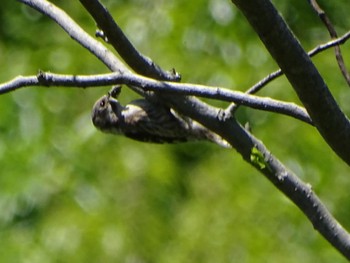 Japanese Pygmy Woodpecker Maioka Park Fri, 5/3/2024
