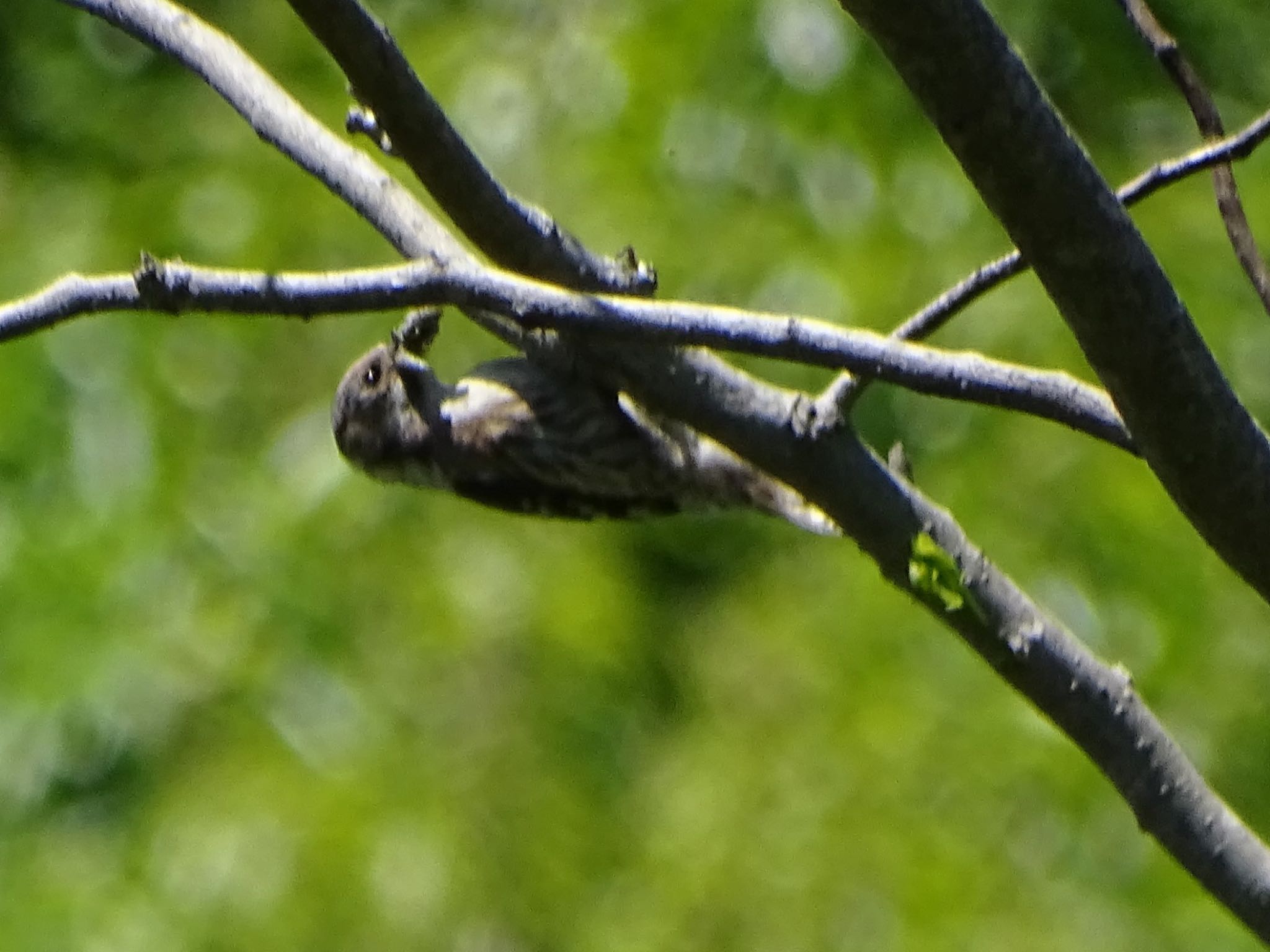 Photo of Japanese Pygmy Woodpecker at Maioka Park by KAWASEMIぴー