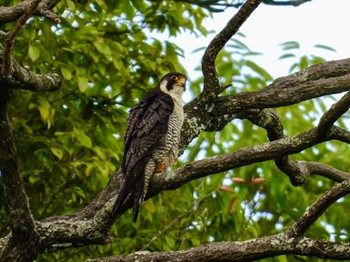 Peregrine Falcon お山 Thu, 5/2/2024