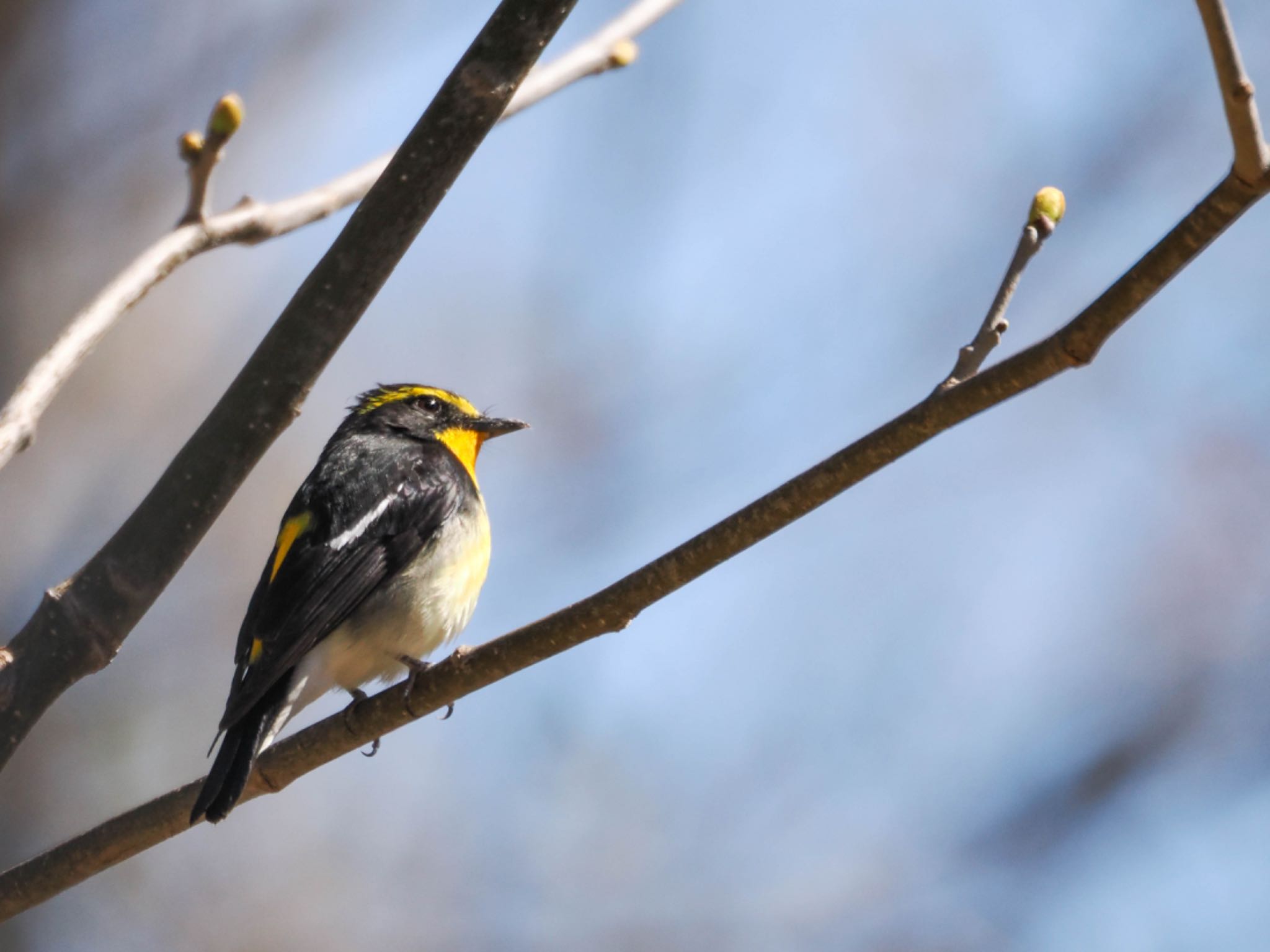 Narcissus Flycatcher