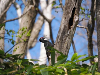 Black Woodpecker Nishioka Park Wed, 5/1/2024