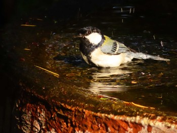 Japanese Tit 権現山(弘法山公園) Fri, 5/3/2024