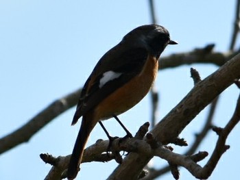 Daurian Redstart 三木総合防災公園 Wed, 1/2/2019