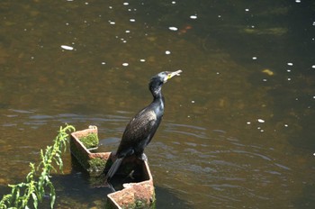 カワウ 平和の森公園、妙正寺川 2024年5月3日(金)