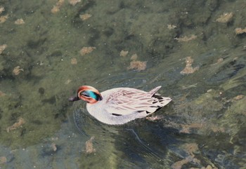 2024年5月3日(金) 平和の森公園、妙正寺川の野鳥観察記録