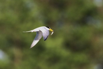 Little Tern Mizumoto Park Fri, 5/3/2024