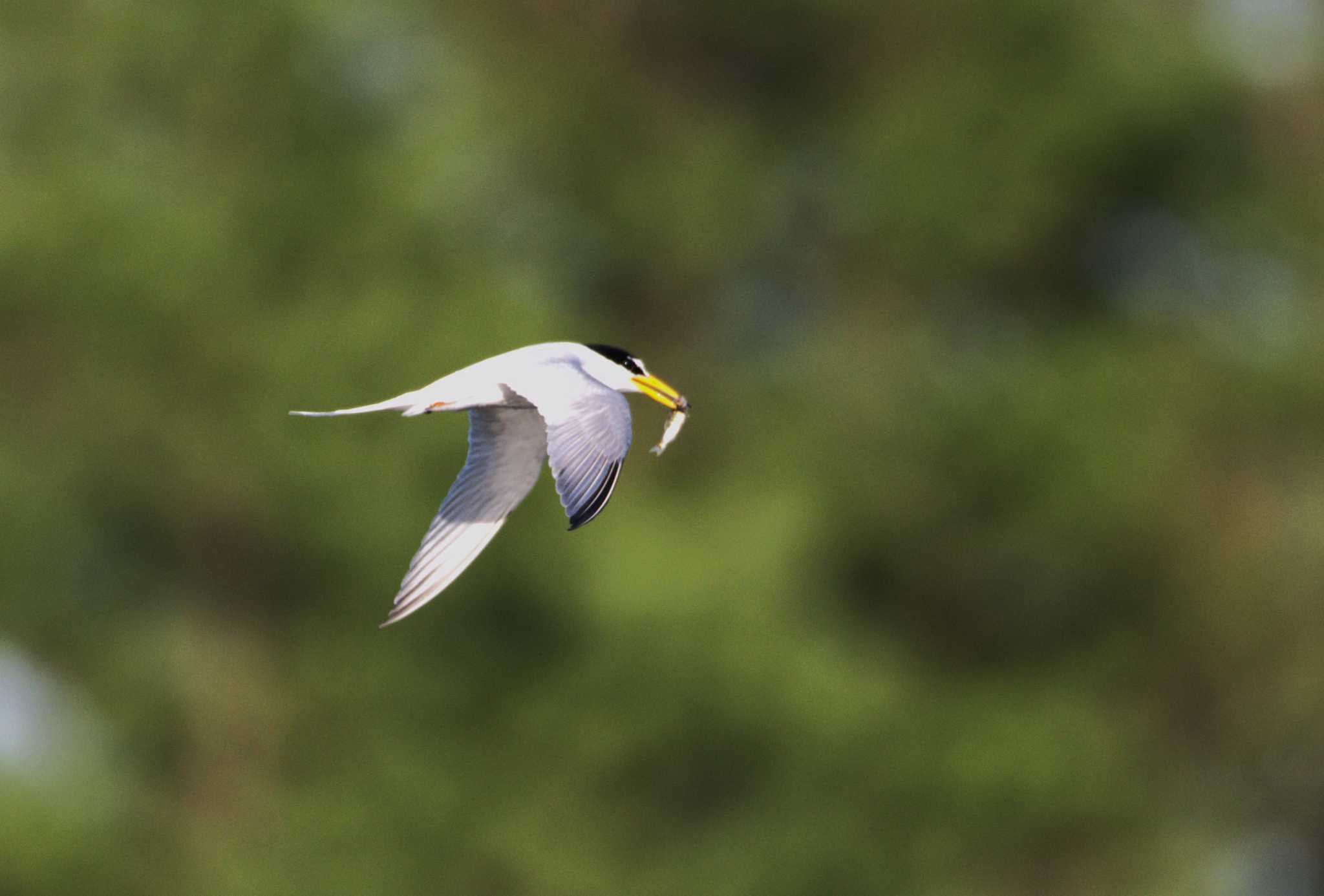 Little Tern