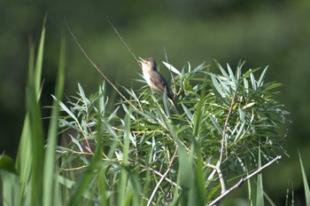 Oriental Reed Warbler Mizumoto Park Fri, 5/3/2024