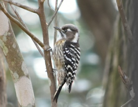 Photo of Japanese Pygmy Woodpecker at 三木総合防災公園 by Shunsuke Hirakawa