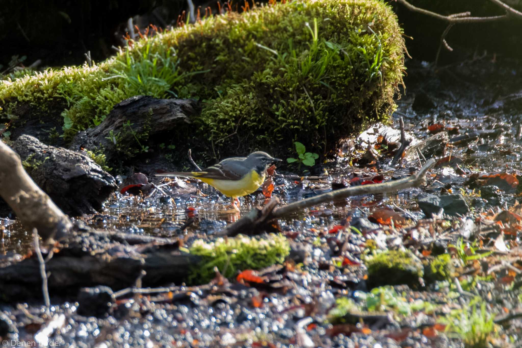 Photo of Grey Wagtail at 弁当場 by 田園Birder