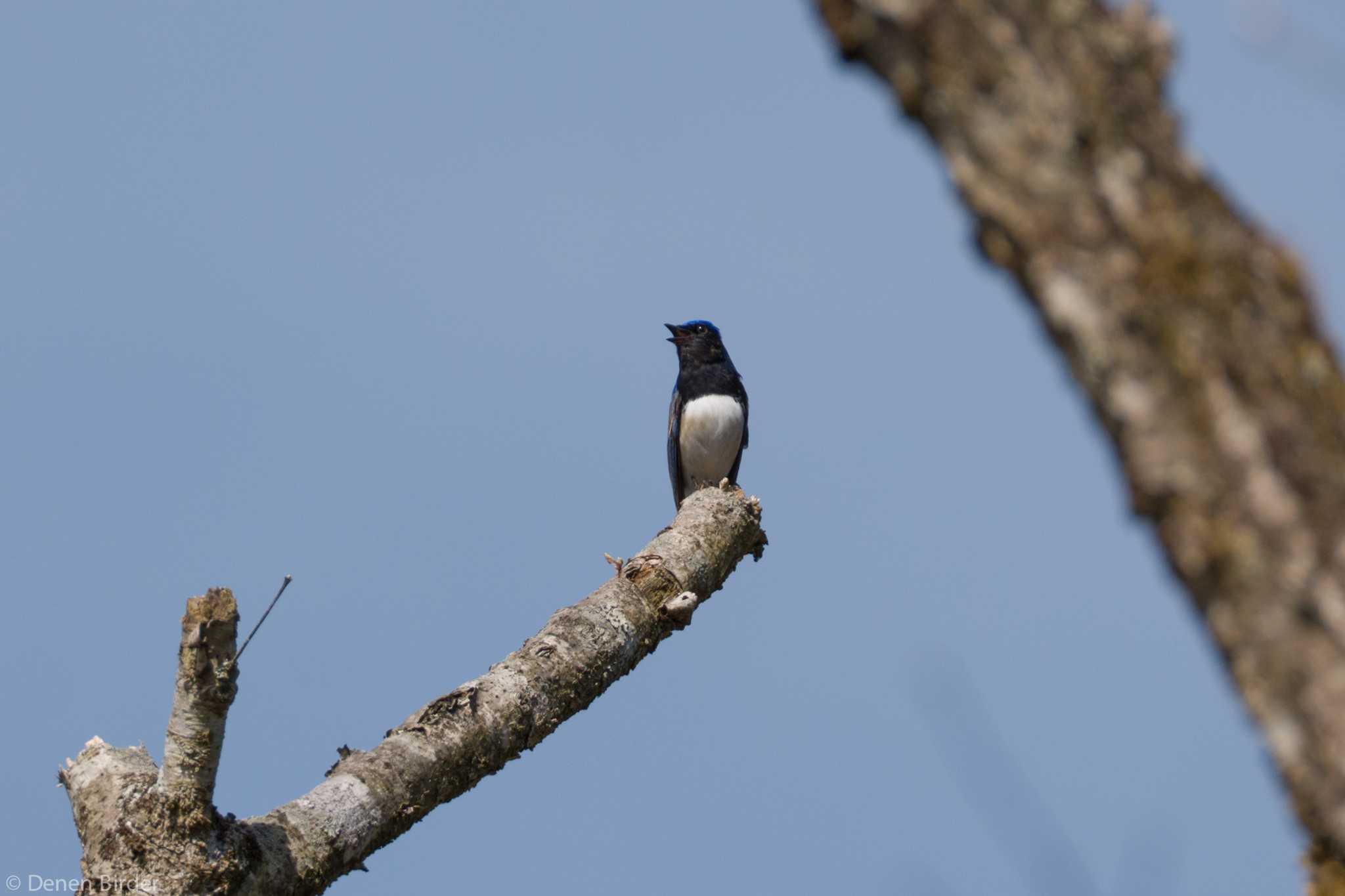 Photo of Blue-and-white Flycatcher at 弁当場 by 田園Birder
