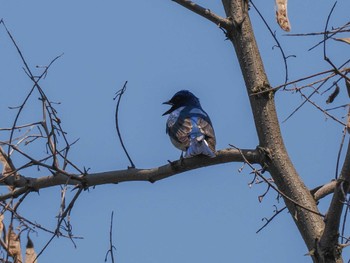 Blue-and-white Flycatcher 福井緑地(札幌市西区) Fri, 5/3/2024