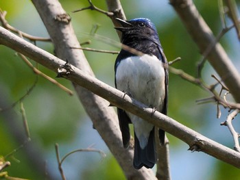 Blue-and-white Flycatcher 福井緑地(札幌市西区) Fri, 5/3/2024