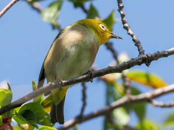 Warbling White-eye 福井緑地(札幌市西区) Fri, 5/3/2024