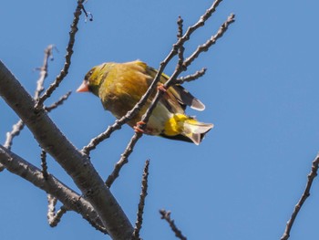 Grey-capped Greenfinch 福井緑地(札幌市西区) Fri, 5/3/2024