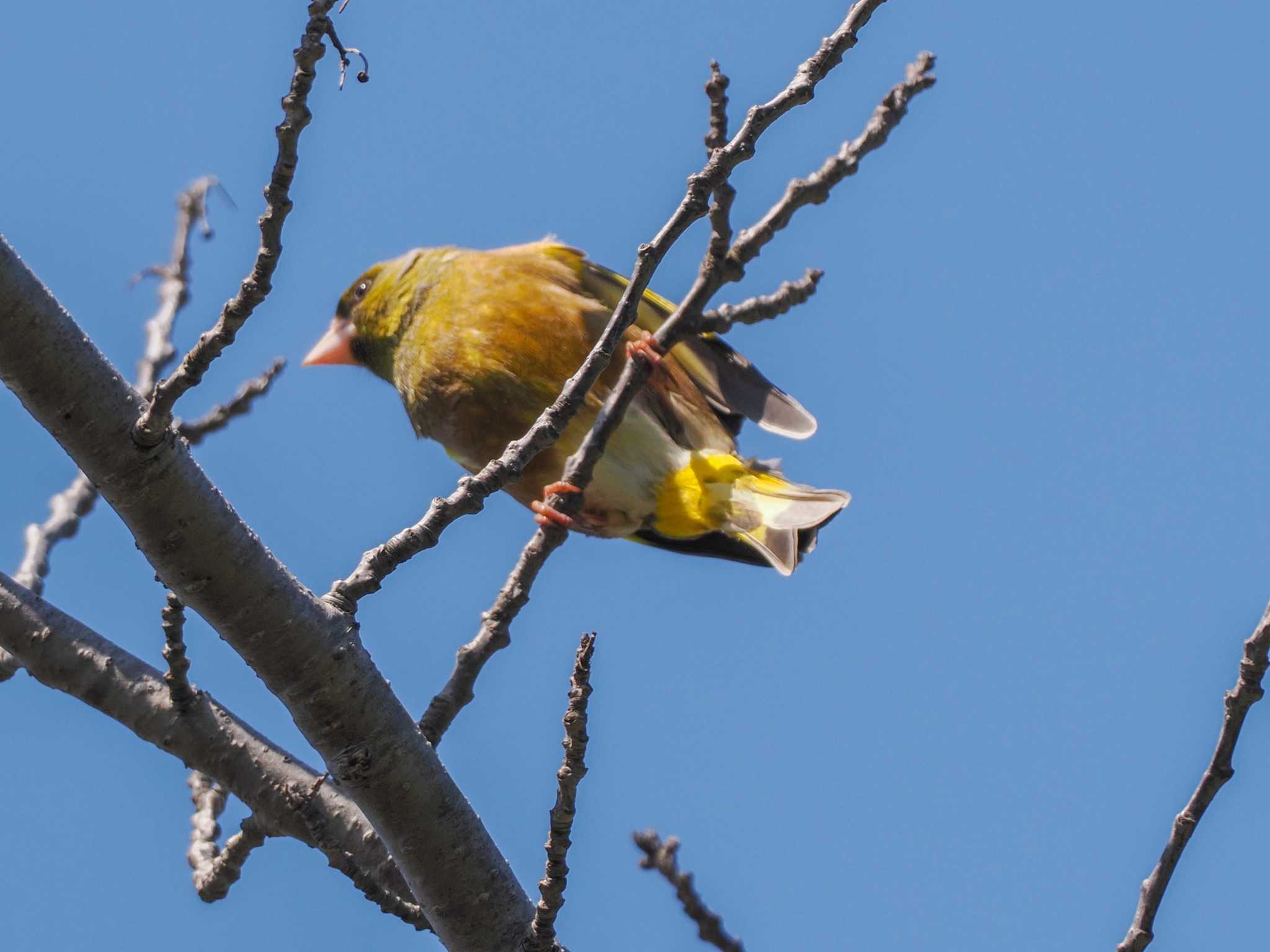 Grey-capped Greenfinch