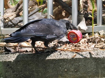 Large-billed Crow 福井緑地(札幌市西区) Fri, 5/3/2024