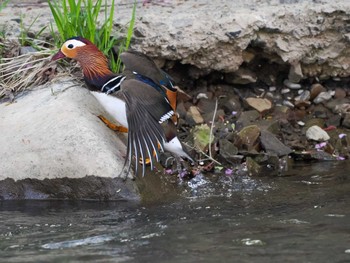 Mandarin Duck 福井緑地(札幌市西区) Fri, 5/3/2024