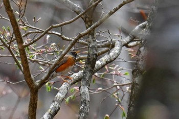 Brown-headed Thrush 大蔵高丸 Mon, 4/29/2024