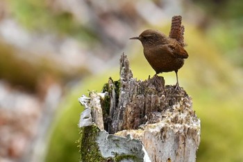 Eurasian Wren 大蔵高丸 Mon, 4/29/2024