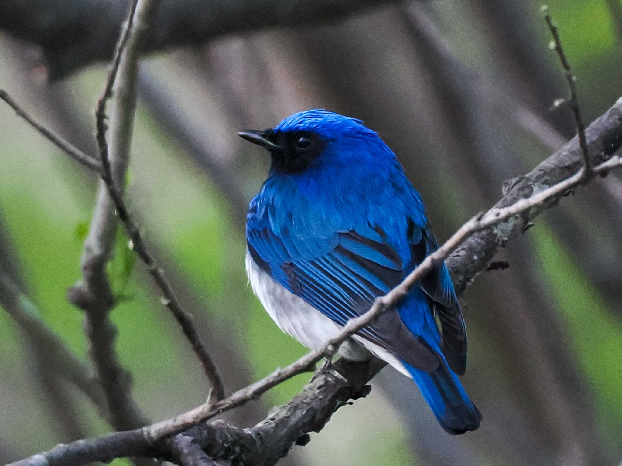 Photo of Blue-and-white Flycatcher at 福井緑地(札幌市西区) by 98_Ark (98ｱｰｸ)