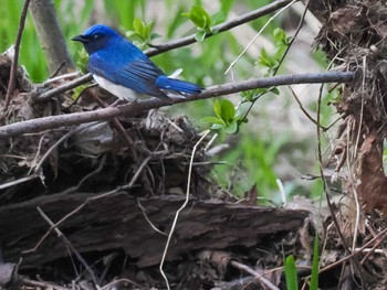 Blue-and-white Flycatcher 福井緑地(札幌市西区) Fri, 5/3/2024