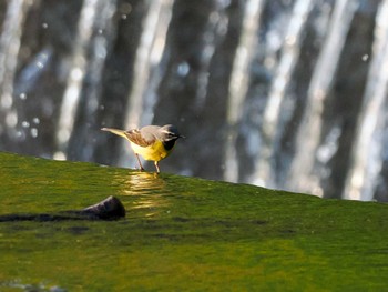 Grey Wagtail 福井緑地(札幌市西区) Fri, 5/3/2024