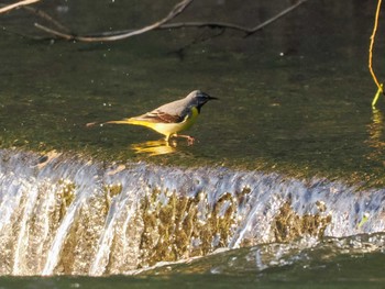 Grey Wagtail 福井緑地(札幌市西区) Fri, 5/3/2024