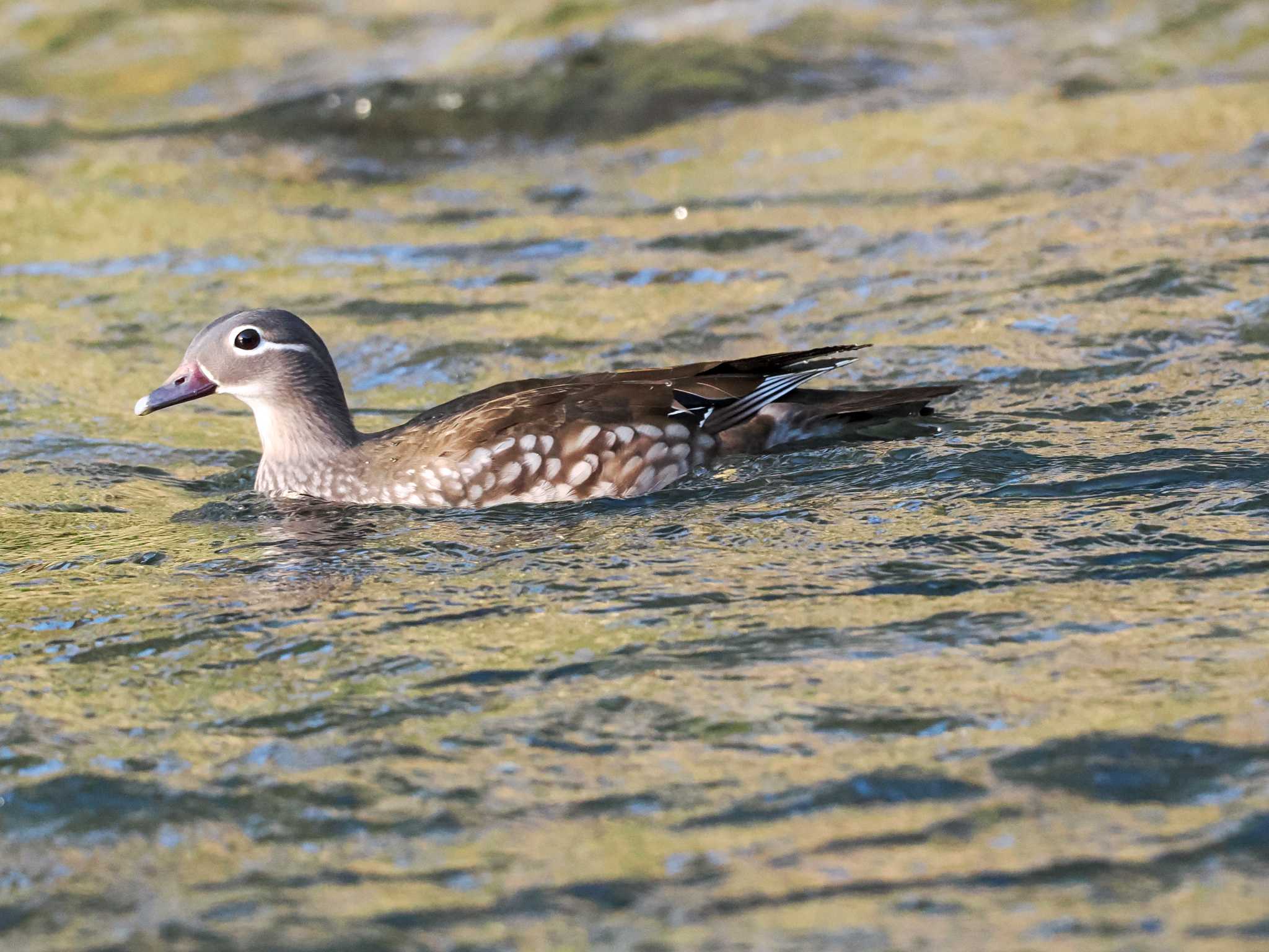 Photo of Mandarin Duck at 福井緑地(札幌市西区) by 98_Ark (98ｱｰｸ)