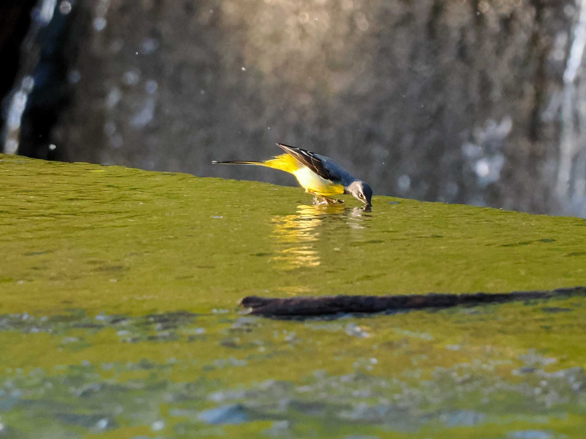 Grey Wagtail