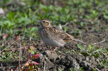 Eurasian Skylark 室岡田圃 Thu, 5/2/2024