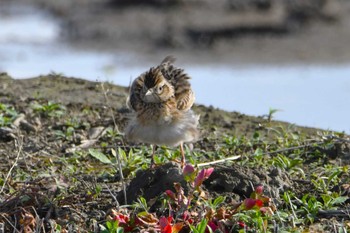 Eurasian Skylark 室岡田圃 Thu, 5/2/2024