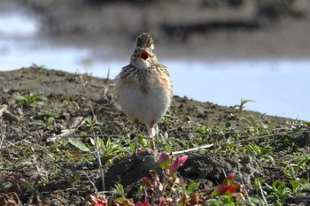 Eurasian Skylark 室岡田圃 Thu, 5/2/2024