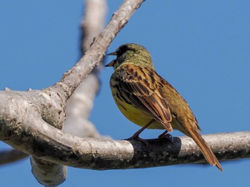 2024年5月3日(金) 盤渓川(盤渓2号橋〜盤沢砂防ダム付近)の野鳥観察記録