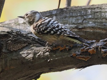 Japanese Pygmy Woodpecker(seebohmi) 盤渓川(盤渓2号橋〜盤沢砂防ダム付近) Fri, 5/3/2024