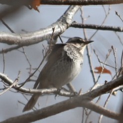 ツグミ 三木総合防災公園 2019年1月2日(水)