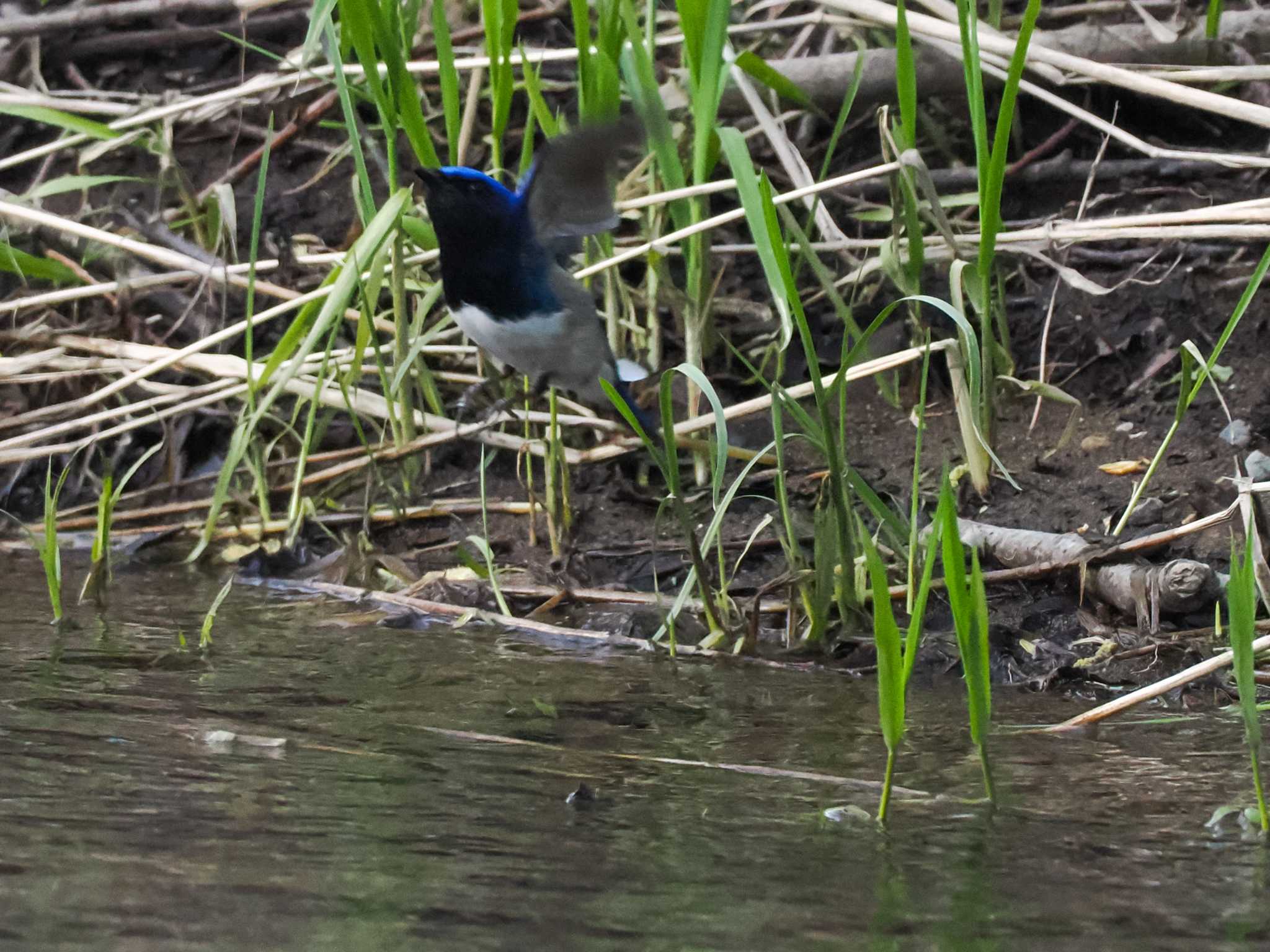 Photo of Blue-and-white Flycatcher at 福井緑地(札幌市西区) by 98_Ark (98ｱｰｸ)