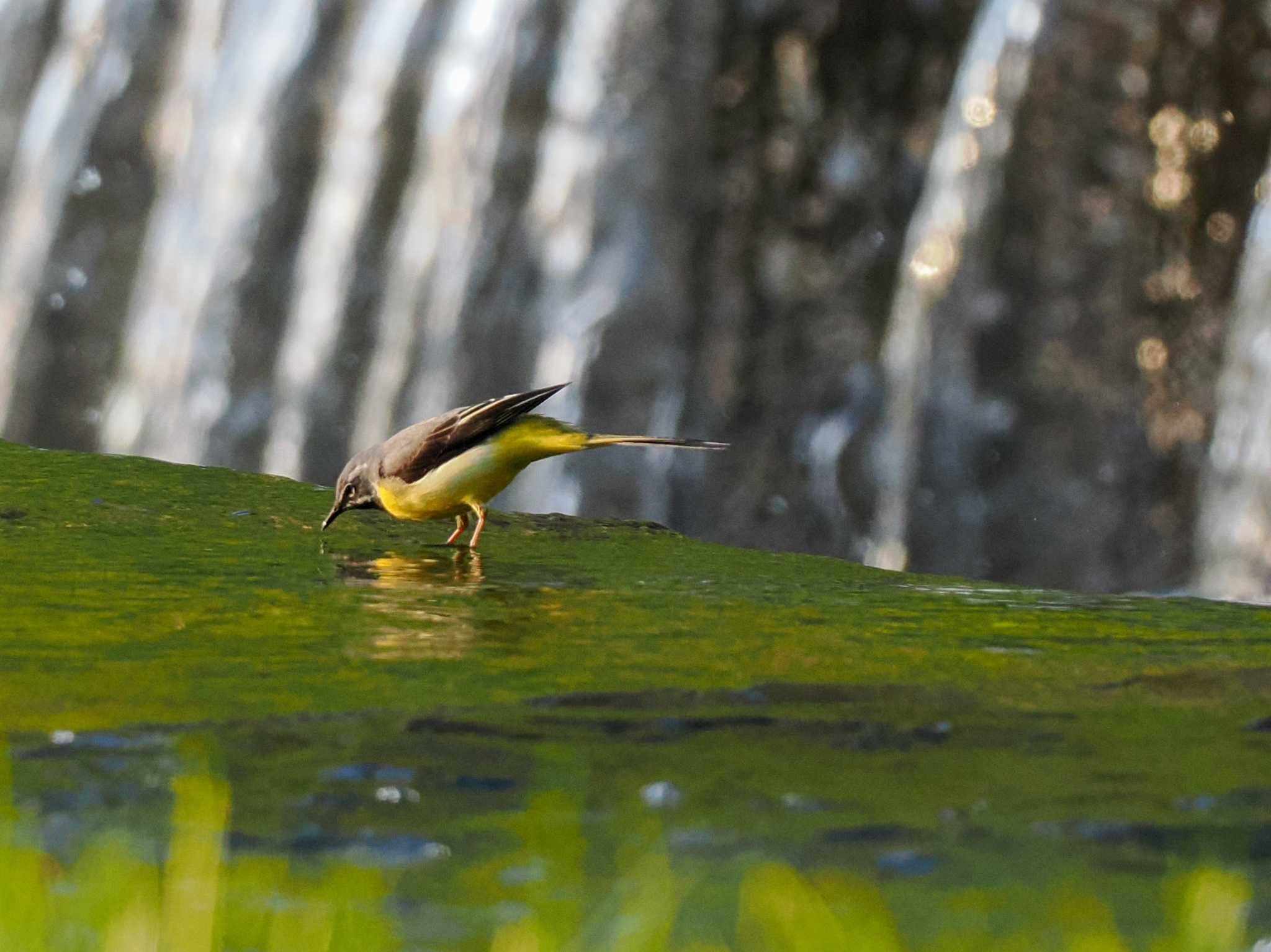 Photo of Grey Wagtail at 福井緑地(札幌市西区) by 98_Ark (98ｱｰｸ)