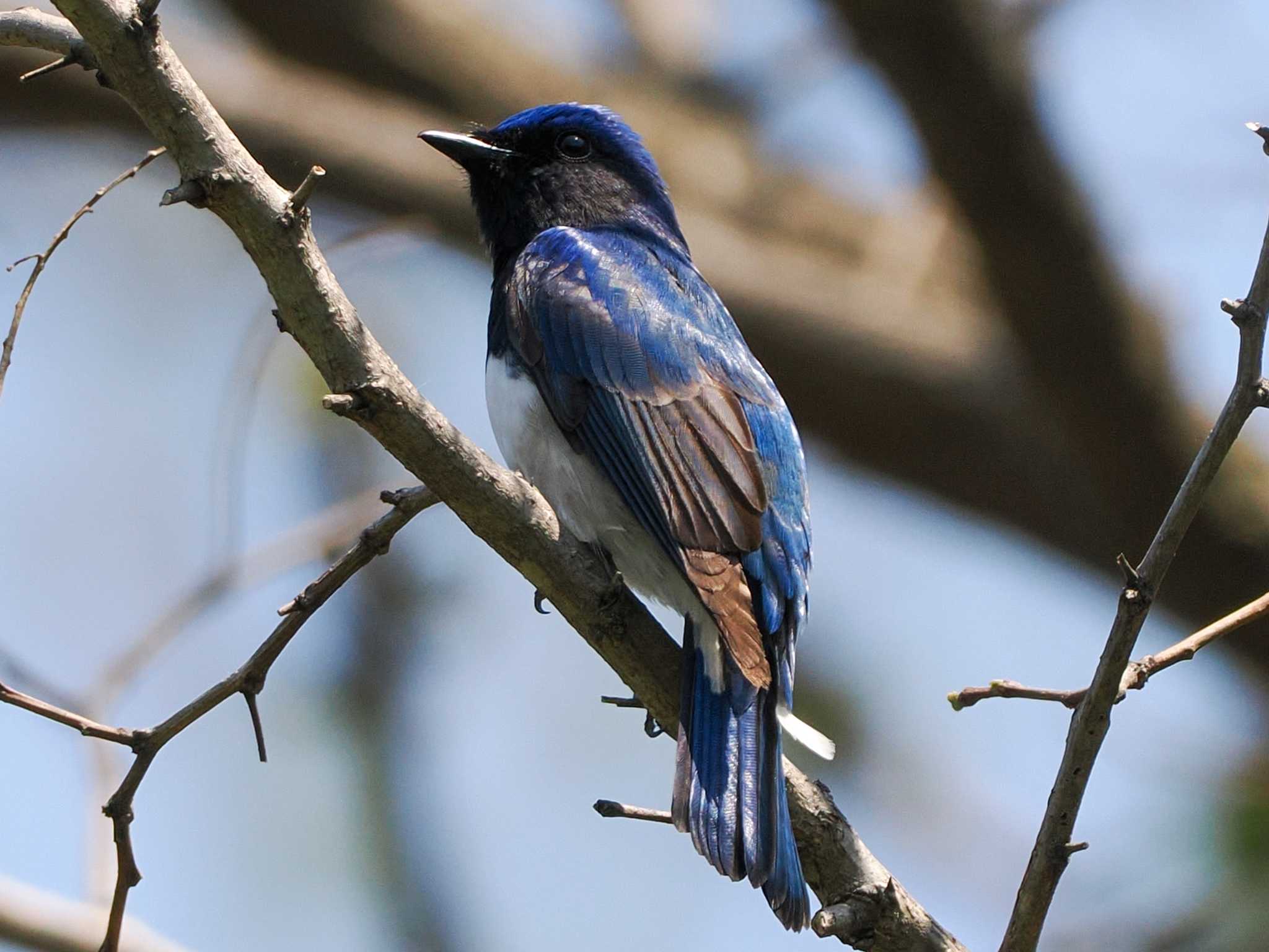 Blue-and-white Flycatcher