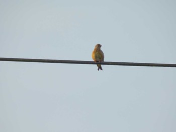 Grey-capped Greenfinch 福島県いわき市 Mon, 4/29/2024