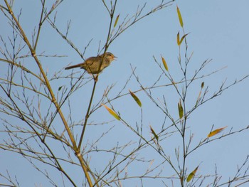 Japanese Bush Warbler 福島県いわき市 Mon, 4/29/2024