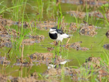 White Wagtail 福島県いわき市 Mon, 4/29/2024