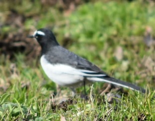 セグロセキレイ 三木総合防災公園 2019年1月2日(水)