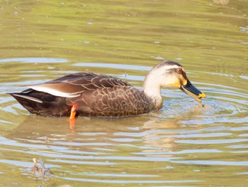 Eastern Spot-billed Duck 福島県いわき市 Mon, 4/29/2024