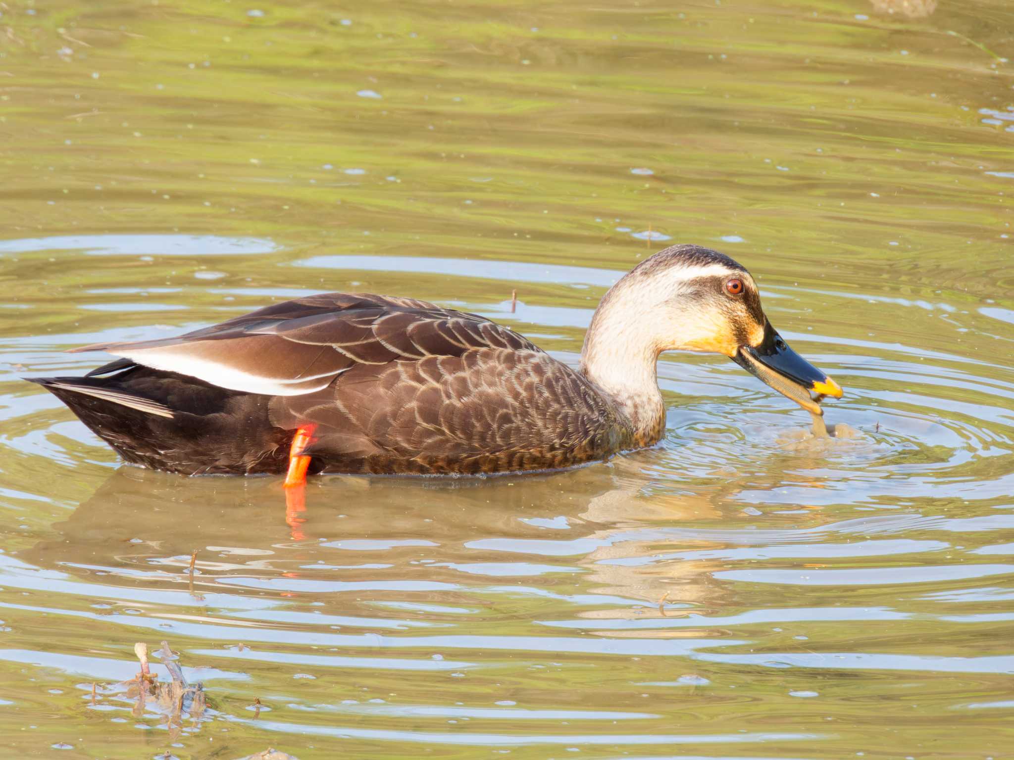 Photo of Eastern Spot-billed Duck at 福島県いわき市 by ばくさん
