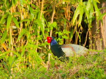 Green Pheasant 福島県いわき市 Mon, 4/29/2024