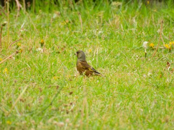 Grey-capped Greenfinch 福島県いわき市 Mon, 4/29/2024